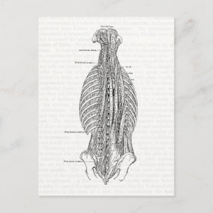 Alte anatomische Zeichnung des Rückens Postkarte