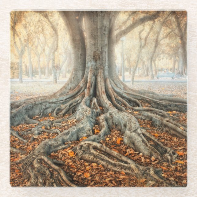Alte Baum-Wurzeln Glasuntersetzer (Vorderseite)