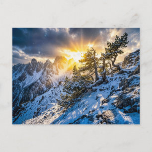 Alte Bergkiefer in dramatischem Winterlicht Postkarte