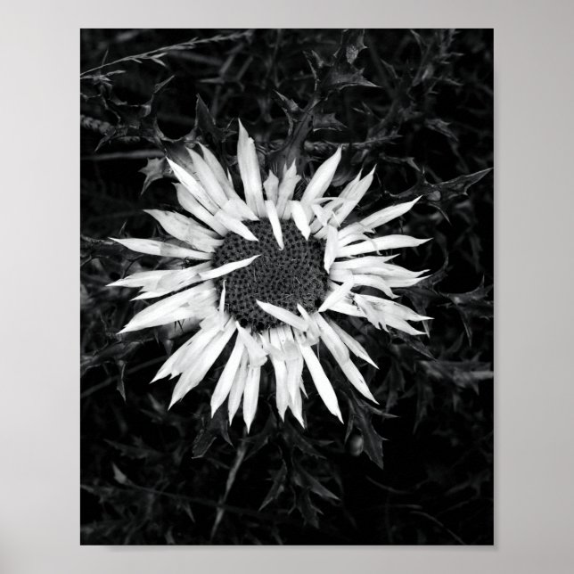 Alte Blume Poster (Vorne)