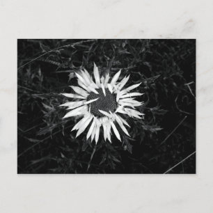 Alte Blume Postkarte
