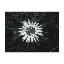 Alte Blume