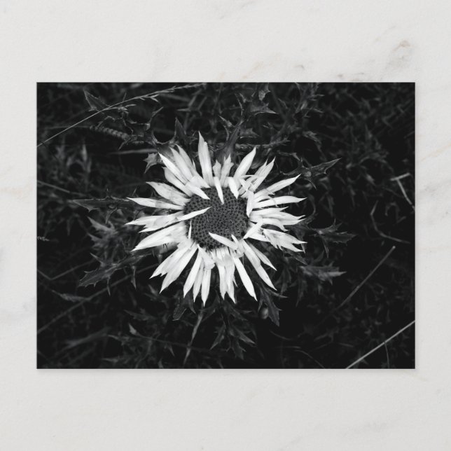 Alte Blume Postkarte (Vorderseite)