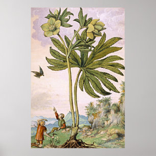 Alte botanische Kunst Grüne Helimit Poster