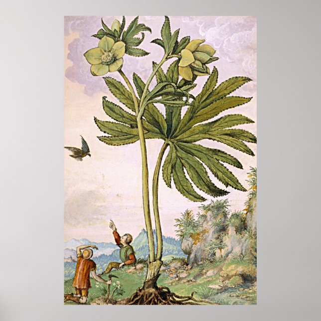 Alte botanische Kunst Grüne Helimit Poster (Vorne)
