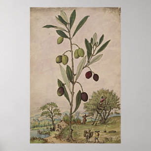 Alte botanische Kunst-Olivenbaum Poster