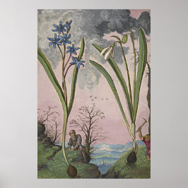Alte botanische Kunst Snowdrop Poster