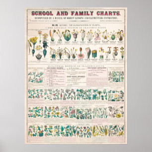 Alte Botanische Tafel Poster
