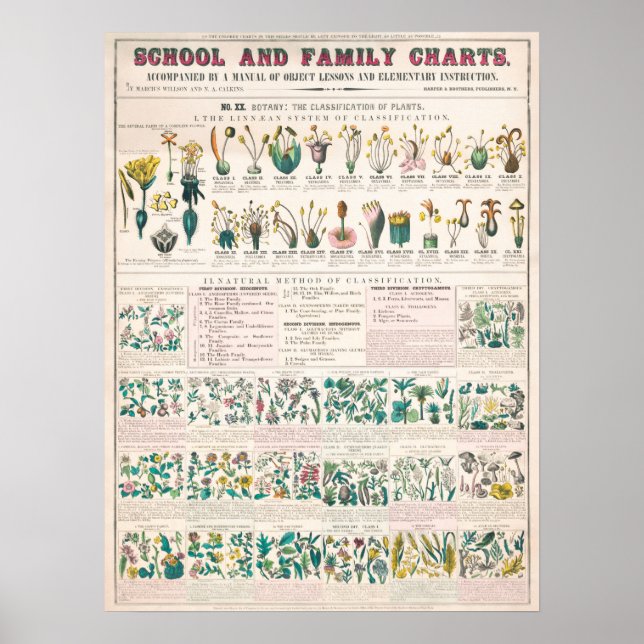 Alte Botanische Tafel Poster (Vorne)