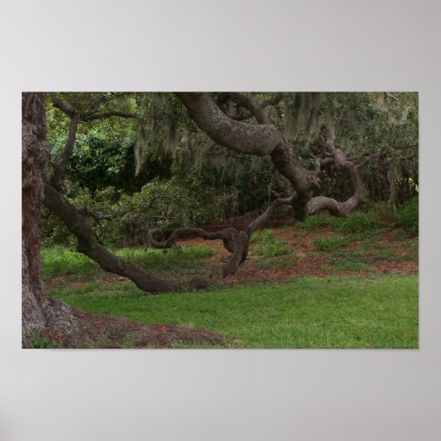 Alte Eiche Poster (Vorne)