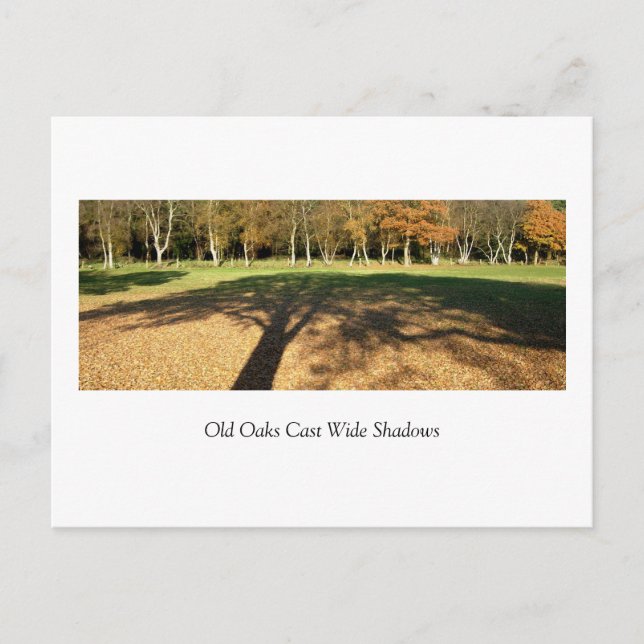 Alte Eichen werfen weite Schatten Postkarte (Vorderseite)