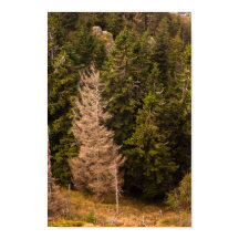 Alte Fichtenbaum stehend stolz