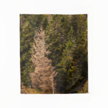 Alte Fichtenbaum stehend stolz