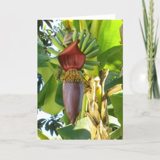 ALTE FLORIDA-BANANEN Gruß-Karte Karte