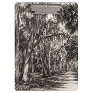 Alte Florida-Eiche-Hammock Graphit-Skizze Rockle Klemmbrett