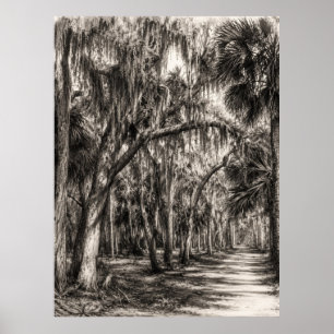 Alte Florida-Eiche-Hammock Graphit-Skizze Rockle Poster