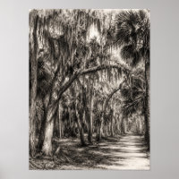 Alte Florida-Eichenhammock-Graphit-Skizze | Rockle