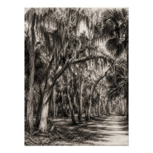 Alte Florida-Eichenhammock-Graphit-Skizze Rockle Poster