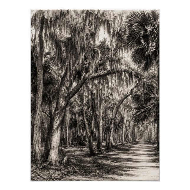 Alte Florida-Eichenhammock-Graphit-Skizze | Rockle Poster (Vorderseite)