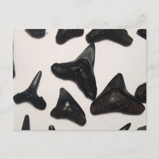 Alte Florida Shark Teeth Jaw Fossilien Postkarte (Vorderseite)
