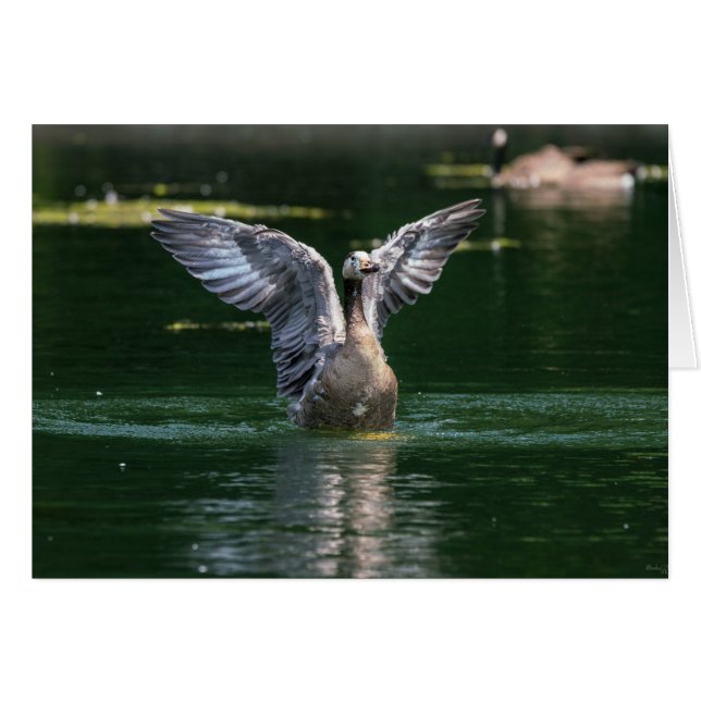 Alte Goose Wing Action (Vorderseite (Horizontal))