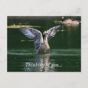 Alte Goose Wing Action Postkarte