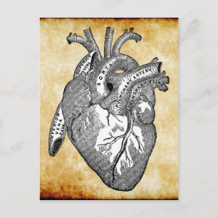 alte Herz Anatomie Postkarte