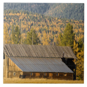 Alte hölzerne Scheune mit Herbst tamaracks nahe Fliese