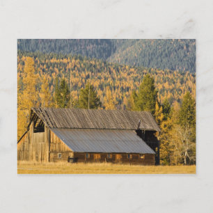 Alte Holzscheune mit Herbsttamaracken in der Nähe Postkarte