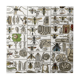 Alte Insektenkunde Fliese