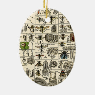 Alte Insektenkunde Keramik Ornament