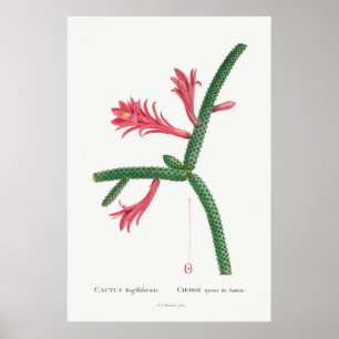 Alte Kakteen-Illustration Poster