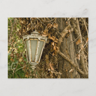 Alte Lampe auf Baum Postkarte