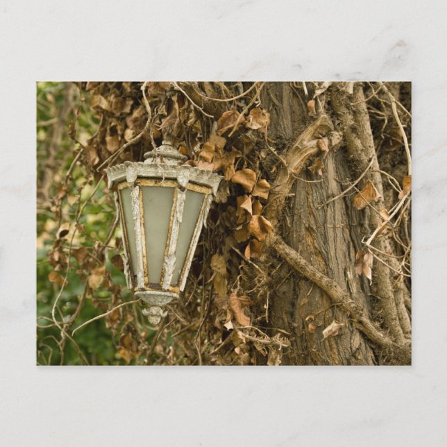 Alte Lampe auf Baum Postkarte (Vorderseite)