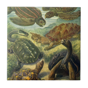 Alte Landschildkröten und Meeresschildkröten von E Fliese