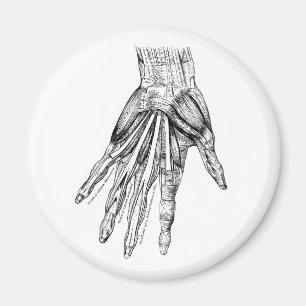 Alte medizinische Zeichnung Muskeln der Hand Magnet