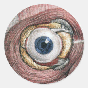 Alte menschliche Anatomie, Augapfel mit Muskeln Runder Aufkleber