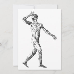 Alte menschliche Anatomie, Muskeln des männlichen 
