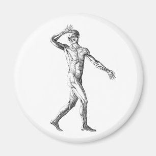 Alte menschliche Anatomie, Muskeln des männlichen  Magnet