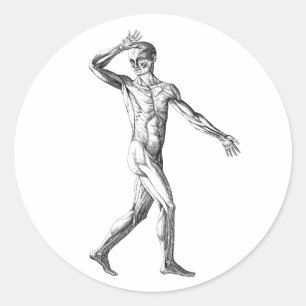 Alte menschliche Anatomie, Muskeln des männlichen  Runder Aufkleber