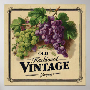 Alte Mode Vintage Trauben, Lila und Schwarzer Wein Poster