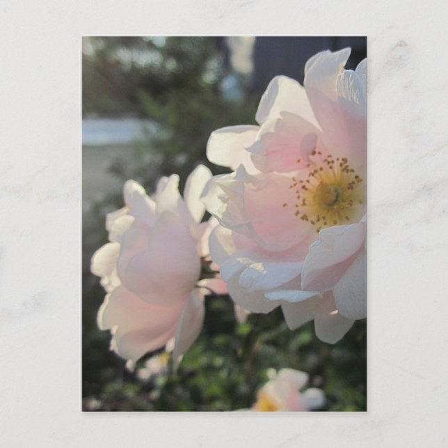 Alte modische Rose Postkarte (Vorderseite)