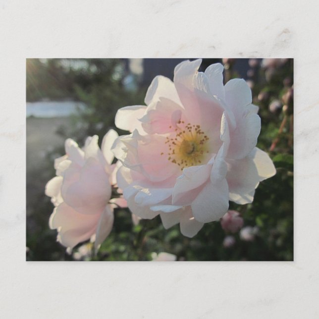 Alte modische Rose Postkarte (Vorderseite)