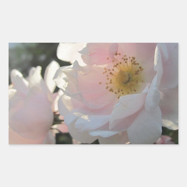 Alte modische Rose Rechteckiger Aufkleber (Vorderseite)