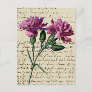 alte Nelke Postkarte
