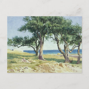 Alte Olivenbäume, Bordighera Postkarte
