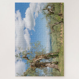 Alte Olivenbäume in der Toskana