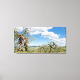 Alte Olivenbäume in einer Landschaft in der Toskan Leinwanddruck