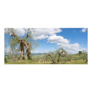 Alte Olivenbäume in einer Landschaft in Toskana Fotodruck