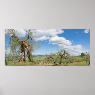 Alte Olivenbäume in einer Landschaft in Toskana Poster